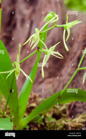 Image result for Angraecum calceolus