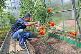 When it comes to the middle of summer your tomato plant will have its roots so deep in the soil that you might not even need to water it. Caring For Your Full Grown Tomato Plants Southeast Agnet