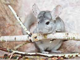 Endangered in the wild after exploitation for its silky fur, now favored as pet for its endearing looks. Tipps Zur Haltung Von Chinchillas Hausinfo