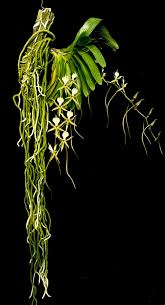 Image result for Angraecopsis amaniensis