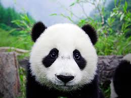 The Panda Cub