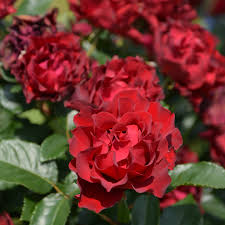 バラ オマージュ ア バルバラ