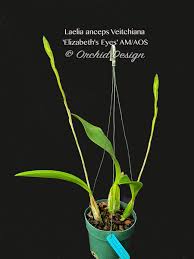 Image result for Ottelia exserta