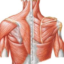 Jan 14, 2021 · the shoulder joint (glenohumeral joint) is a ball and socket joint between the scapula and the humerus.it is the major joint connecting the upper limb to the trunk. 5 Exercises For Strong And Healthy Shoulders Landreneau Physiotherapy Llc