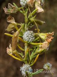 Image result for Cuscuta approximata
