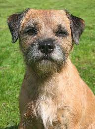 Though Sometimes Stubborn And Strong Willed Border Terriers Are On The Whole Very Even Tempered And Are Border Terrier Cute Dogs Breeds Border Terrier Puppy