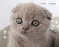 Evcil 6 Kedi Turu