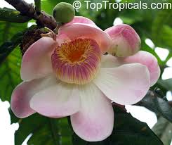 Image result for Manniella gustavi