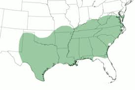 What is he going to make? Southern American English Wikipedia