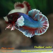 Pin By Marianne Sans On Beautiful Betta Fish Betta Fish Betta Dumbo Ears