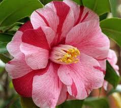 Lady Vansittart Variegated Camellia Camellia Japonica Lady Vansittart Produces Unusual White Striped And Spott Camellia Plant Wonderful Flowers Camellia Flower