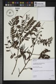 Image result for Sesbania keniensis