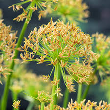 Image result for Cyperus haspan