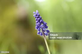 Image result for Hyacinthaceae
