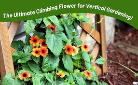 Image result for Thunbergia serpens