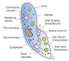 Paramecium Wikipedia