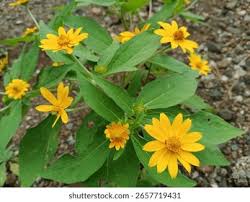 Image result for Aspilia