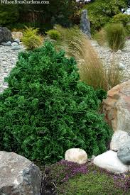 Image result for Chrysocoma obtusata