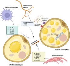 Image result for Beige 1977 Caloric