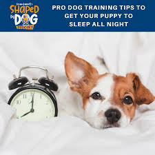 Digital journal is a digital media news network with thousands of digital journalists in 200 countries around the world. Pro Dog Training Tips To Get Your Puppy To Sleep All Night Shaped By Dog With Susan Garrett Podcast Addict