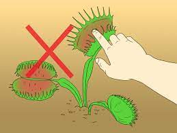 How To Care For Venus Fly Traps With Pictures Wikihow