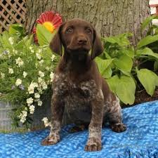German Shorthaired Pointer Puppy For Sale In Gap Pa Adn 34251 On Puppyfinder Com Gender Female Age 6 Pointer Puppies Dog Trends German Shorthaired Pointer