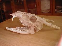 Gallery Real Animal Skeletons For Sale Articulation Services Animal Skeletons Painted Animal Skulls Skeleton For Sale