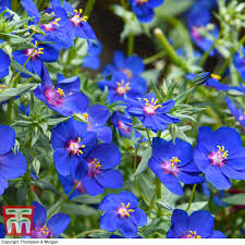 Image result for Anagallis serpens