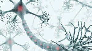 Depending on its location, a neuron can perform the job of a sensory neuron, a motor neuron, or an interneuron, sending and receiving specific neurotransmitters. Understanding Neurons Role In The Nervous System