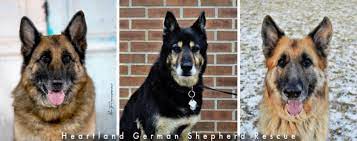 Aii rescued dogs are piaced with foster famiiies and are typicaiiy 1 to 3 years oid but we do, on occasion, have puppies or seniors. Welcome
