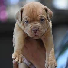 Pitbull Puppies For Sale Near Me Pitbull Puppies For Sale Pitbull Puppies French Mastiff Puppies