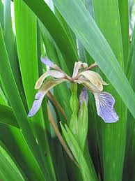 Schwertlilien Wikipedia Ubelriechende Schwertlilie Iris Foetidissima Schwertlilie Pflanzen Lilien