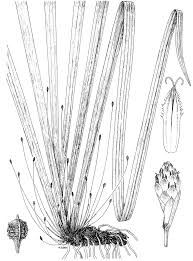 Image result for Hypolytrum