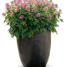 Image result for Cleome elegantissima