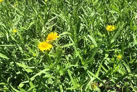 Image result for Pascalia glauca