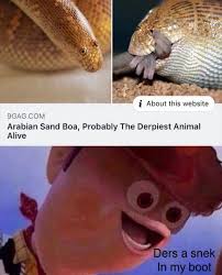 It spends the day buried in the sand. Qcagcom Arabian Sand Boa Probably The Derpiest Animal Alive