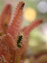 Image result for Coleus tetragonus