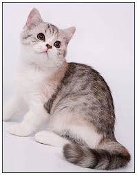 Black And White British Shorthair Cat British Shorthair Cat Black Torbie Silver Spotted With White Bi Color British Shorthair Cats British Shorthair Cats Outside