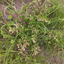 Image result for Hermannia grandistipula