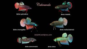 Cupang alam adalah cupang liar yang hidup habitat aslinya. Project Pemijahan Wild Betta Cupang Alam Liar Betta Imbellis Part 2 Youtube