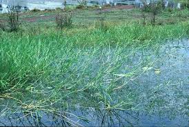 Image result for Polystachya melanantha