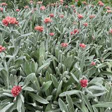 Image result for Helichrysum graniticola