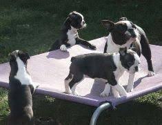 Boston terrier rescue of florida is the premier rescue of the southeast, dedicated to rescuing boston terriers regardless of age, health or adoptability. Boston Terrier Puppies For Sale Tampa Fl 118182