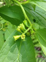 Image result for Hypolytrum pynaertii