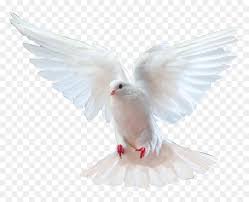 We did not find results for: Burung Png Hd