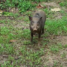 Examples of translating «hutan» in context babi hutan? Wild Animal Is Free Moving Here Picture Of Mutiara Taman Negara Kuala Tahan Tripadvisor