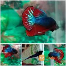 Daftar koleksi review ikan cupang hellboy blue startail di bawah ini Ikan Cupang Plakat Bekasi Jualo