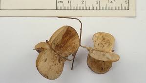Image result for Dioscorea hirtiflora