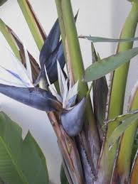 White Bird Of Paradise Images How To Split A Giant White Bird Of Paradise Plant Hunker Birds Of Paradise Plant Paradise Plant Birds Of Paradise Flower