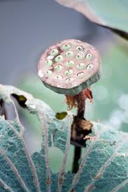 These do not form edible roots, just tasty pods. Lotus Seeds Pods Dried Fruits Edible Foods Exotic Flora Flowers Floral Pikist